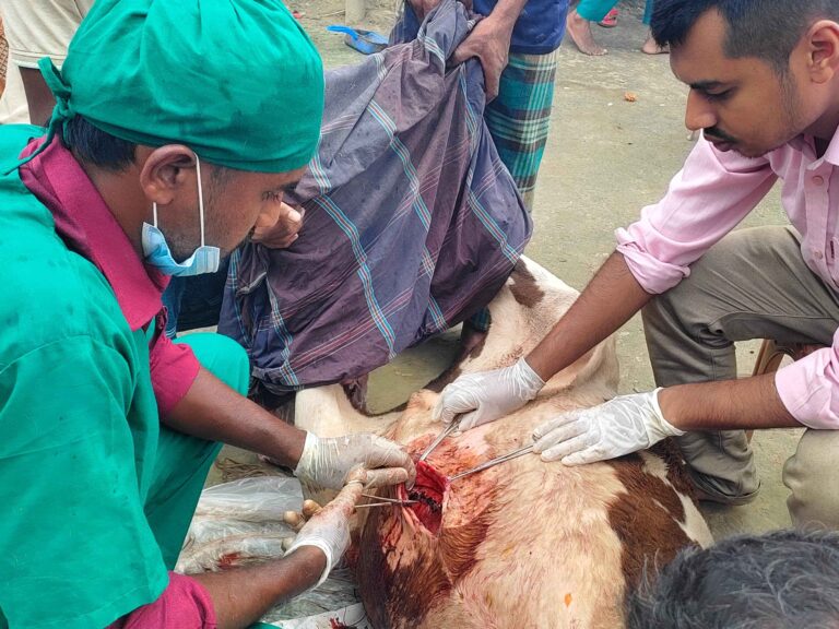 Animal Health Management: A Complete Guide for Sustainable Livestock Production